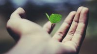 sprouting ideas