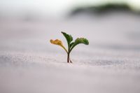 sprout